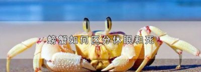 ​螃蟹如何区分休眠和死，说有一种喷剂可以让螃蟹休眠？