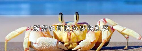 说有一种喷剂可以让螃蟹休眠