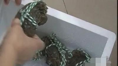 螃蟹如何区分休眠和死,说有一种喷剂可以让螃蟹休眠?图7