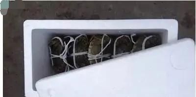 螃蟹如何区分休眠和死,说有一种喷剂可以让螃蟹休眠?图5