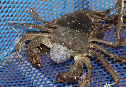 螃蟹放冰块里是不是活得久些