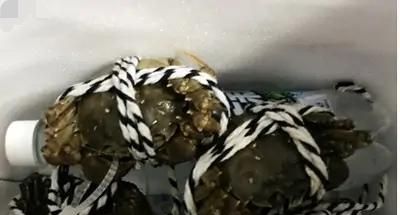 螃蟹如何区分休眠和死,说有一种喷剂可以让螃蟹休眠?图6