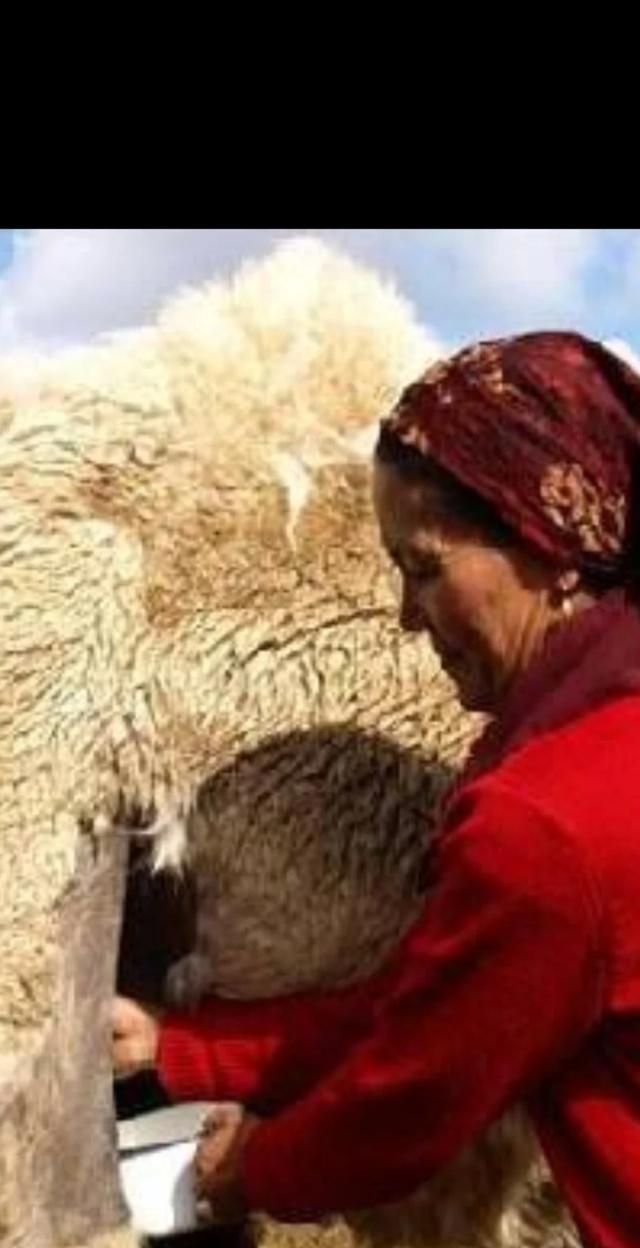 骆驼奶的功效和作用，骆驼奶粉和牛奶粉的功效和作用？图4