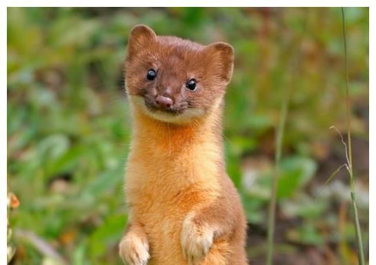 黄鼠狼是不是国家保护动物