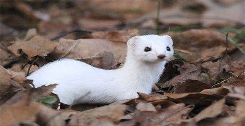 黄鼠狼是不是保护动物,黄鼠狼是几级保护动物图4