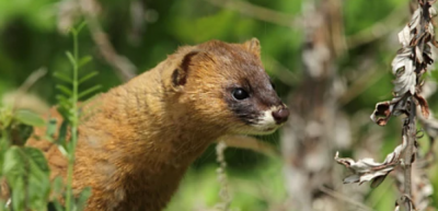 ​黄鼠狼是不是保护动物,黄鼠狼是几级保护动物