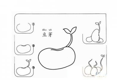 ​豆芽的生长过程，豆芽的生长过程？