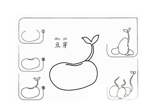 豆芽的生长过程