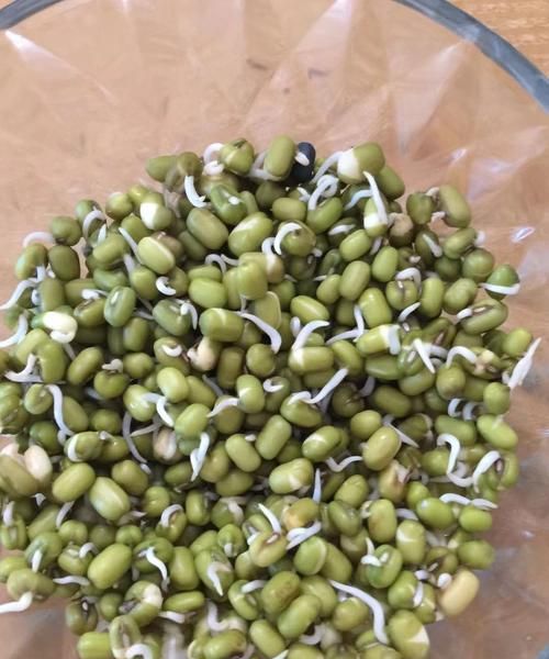 豆芽的生长过程收获