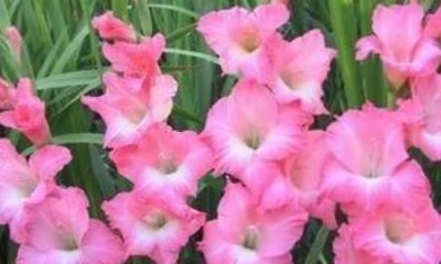 ​教师节应该送什么花，教师节适宜送什么花？