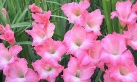 教师节应该送什么花，教师节适宜送什么花？图1