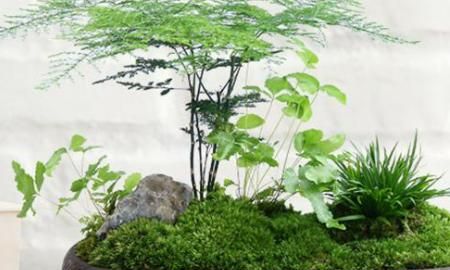 教师节应该送什么花，教师节适宜送什么花？图2