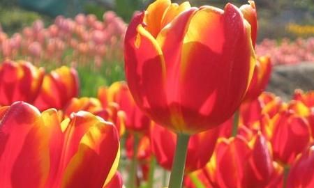 教师节应该送什么花，教师节适宜送什么花？图5