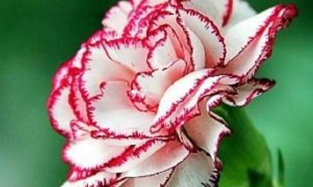 教师节应该送什么花，教师节适宜送什么花？图3