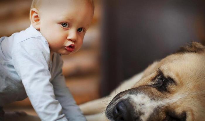 一岁宝宝被宠物咬伤毁容, 狂犬病有多可怕! 父母务必牢记7个要点