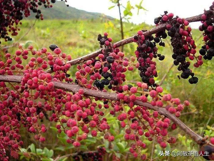 老婆闹离婚分开一个月了（老婆就要闹离婚）