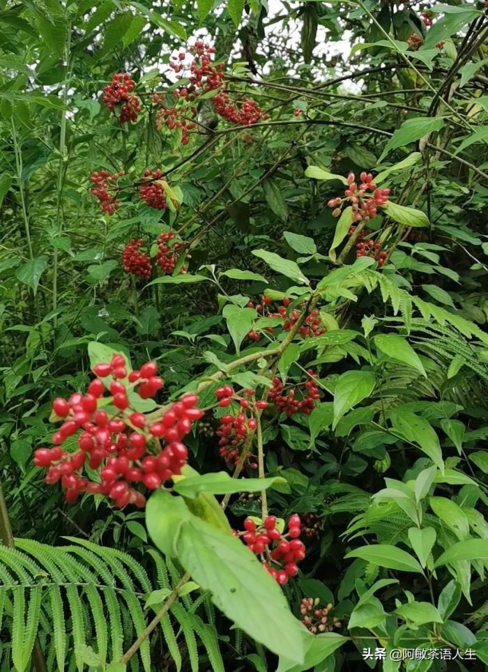 老婆闹离婚分开一个月了（老婆就要闹离婚）