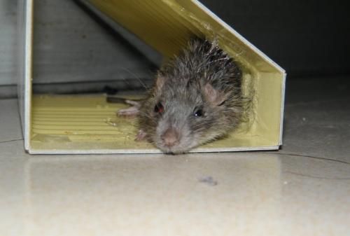 厕所吊顶上的老鼠怎样才能赶走