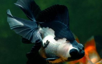 ​熊猫蝶尾金鱼的简介-熊猫蝶尾金鱼饲养环境
