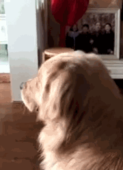 金毛临终前和主人告别（人们在哀悼日垂头落泪）(5)