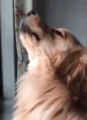 金毛临终前和主人告别（人们在哀悼日垂头落泪）(3)