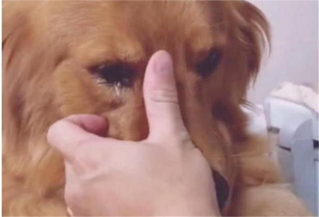 金毛临终前和主人告别（人们在哀悼日垂头落泪）(4)