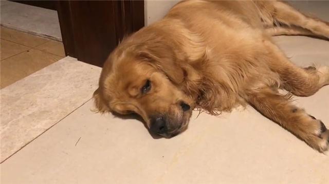 金毛临终前和主人告别（人们在哀悼日垂头落泪）(2)