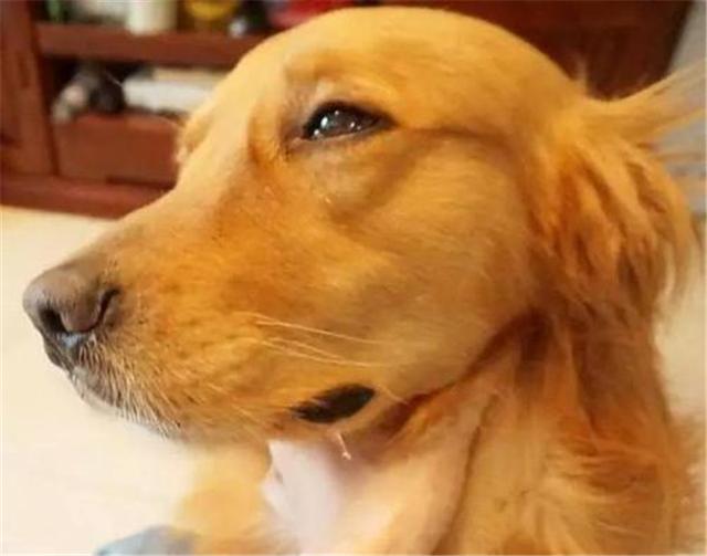 金毛临终前和主人告别（人们在哀悼日垂头落泪）(6)