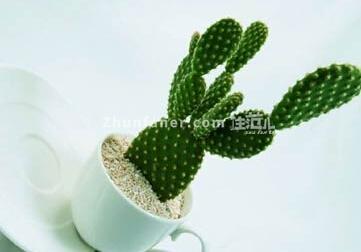 仙人掌的正确养殖方法(仙人掌养殖条件)(4)