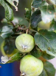 ​苹果的生长过程，苹果是怎样生长的，还有苹果如何结果，苹果成熟的过程？