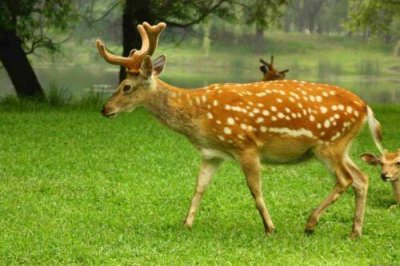 ​吉祥源鹿业鹿鞭膏是真的吗专祥源鹿业有限公司 吉源祥鹿鞭膏质量怎么样?