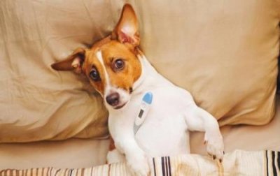 ​狗狗为什么会吃土？本来是这些真相造成的，宠主记得对症下药 狗狗为什么老是吃