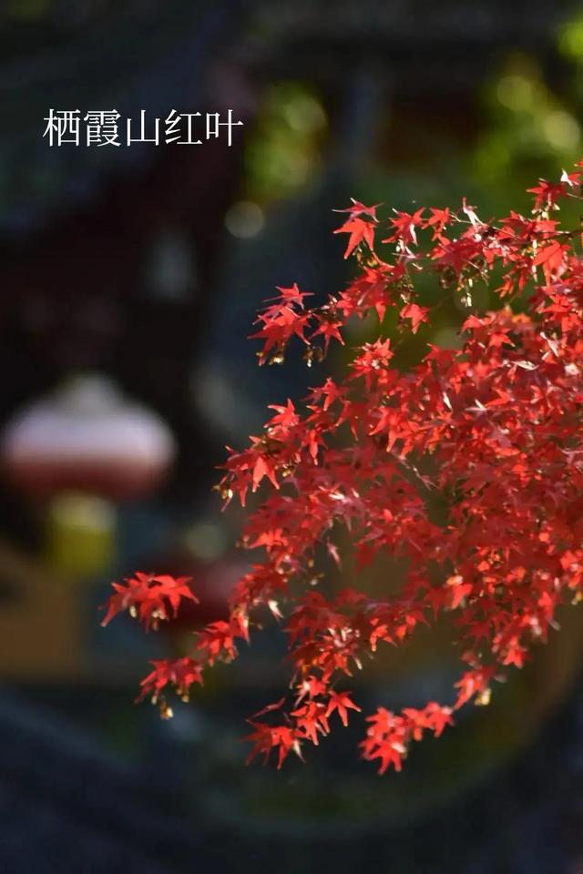 深秋南京二日游攻略（南京两日游小记）(11)