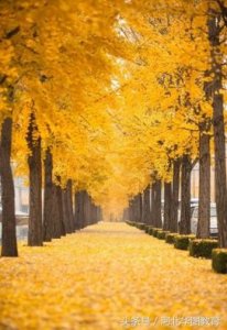 ​表示秋的成语六个（20个关于秋的成语）