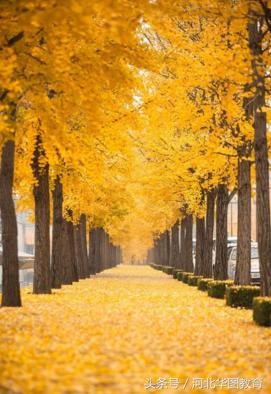 表示秋的成语六个(20个关于秋的成语)(1)