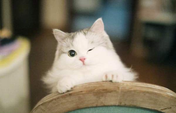 wink是什么意思,wink是什么意思网络用语韩国图2