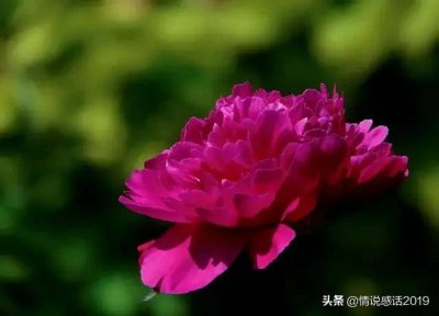 ​花韵高端会 花韵纯品