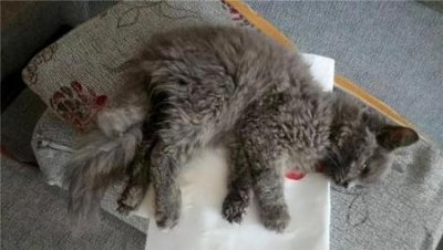 ​如何让猫咪的面部保持清洁？眼睛分泌物是自然情况还是生病导致？