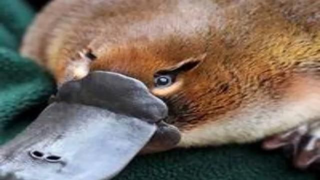 澳大利亚袋鼠，澳大利亚队为何叫袋鼠？图6