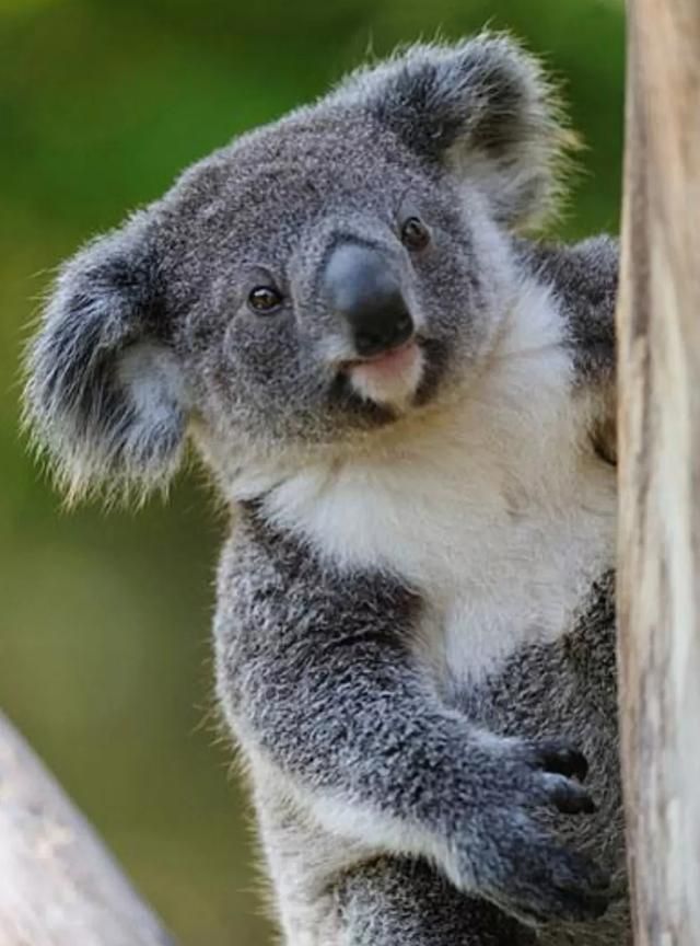 澳大利亚袋鼠，澳大利亚队为何叫袋鼠？图7