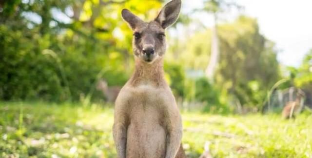澳大利亚袋鼠，澳大利亚队为何叫袋鼠？图8