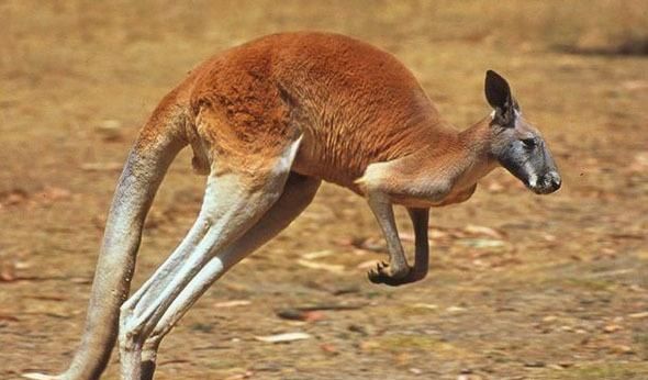 澳大利亚袋鼠，澳大利亚队为何叫袋鼠？图4