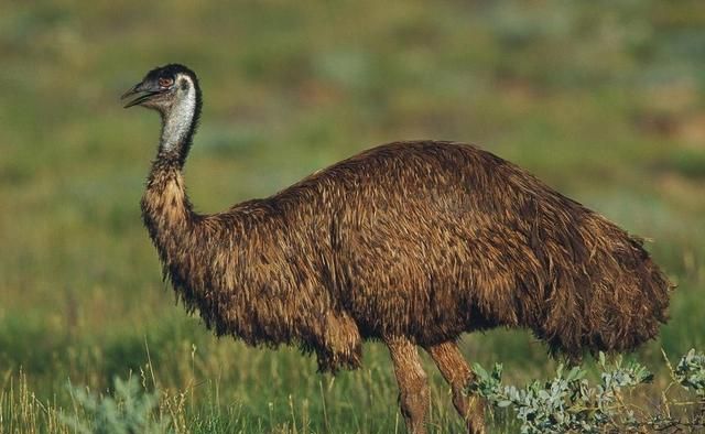 澳大利亚袋鼠，澳大利亚队为何叫袋鼠？图5