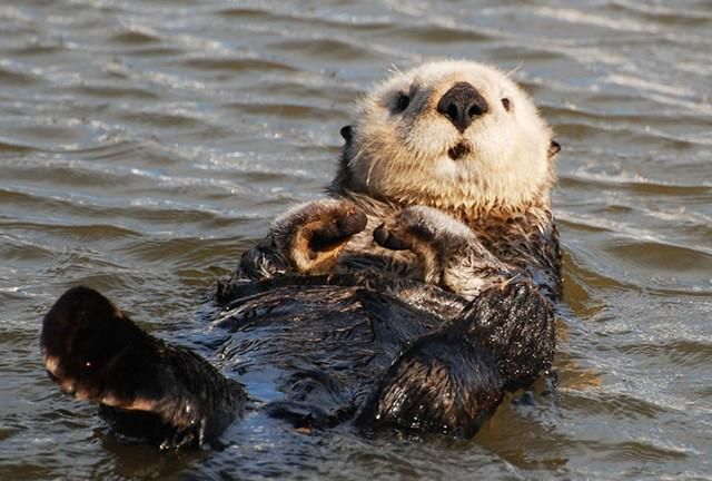 哪种动物喜欢把海藻缠绕在身上，海里的动物什么动物，吃海胆？图5
