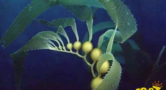 锦鲤可以和海藻一起养吗