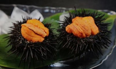 ​哪种动物喜欢把海藻缠绕在身上，海里的动物什么动物，吃海胆？