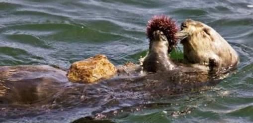 哪种动物喜欢把海藻缠绕在身上，海里的动物什么动物，吃海胆？图3