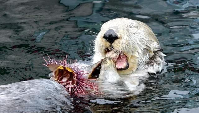 哪种动物喜欢把海藻缠绕在身上，海里的动物什么动物，吃海胆？图4