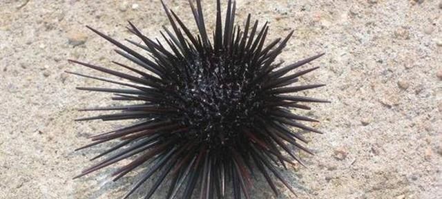 哪种动物喜欢把海藻缠绕在身上，海里的动物什么动物，吃海胆？图2