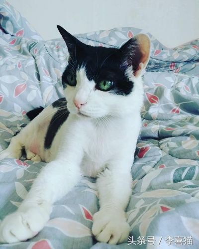 蓝猫为什么走路东倒西歪(为什么喝酒走路东倒西歪)-第2张图片-